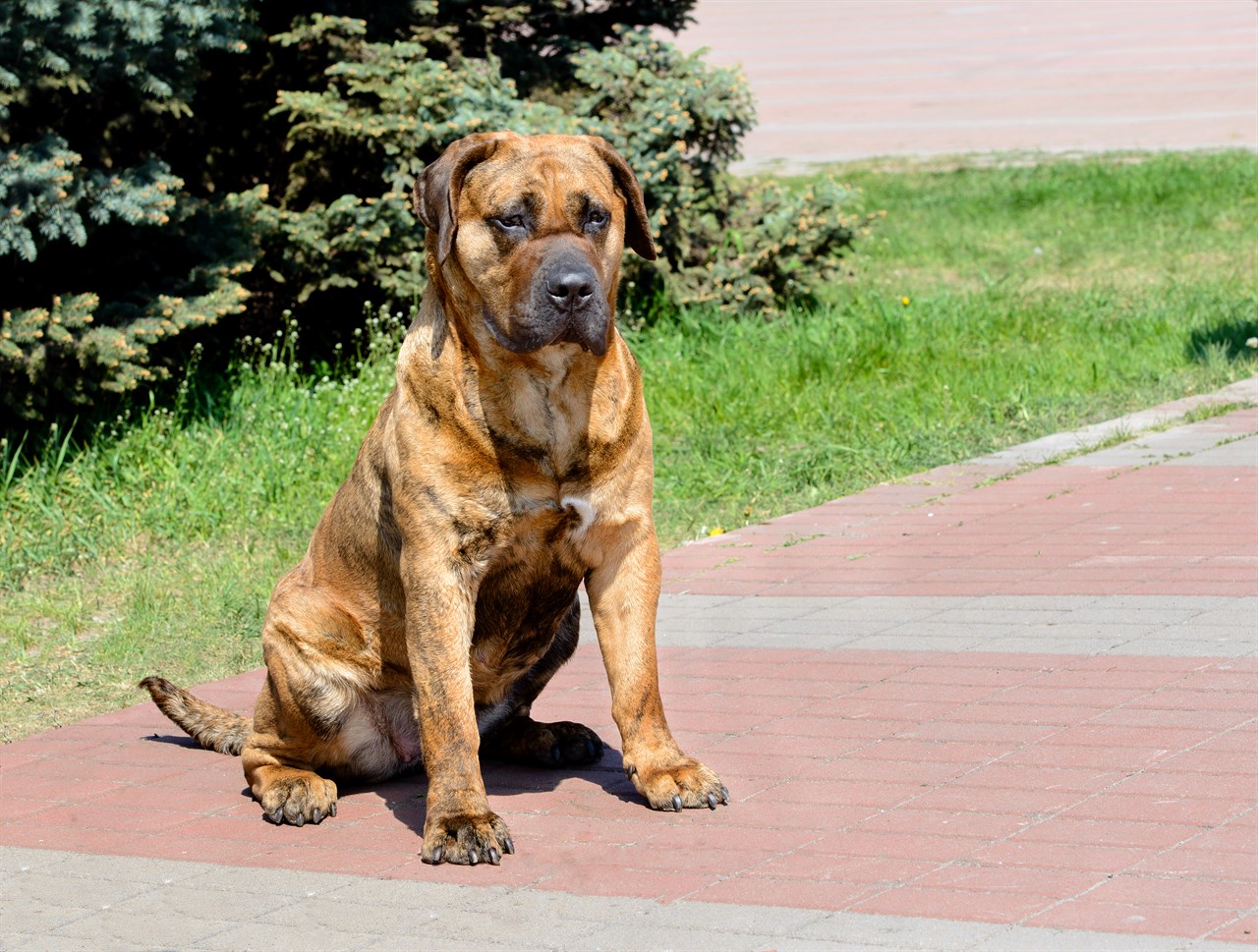 Presa Canario Dog sitting on its lowerback on a sunny day