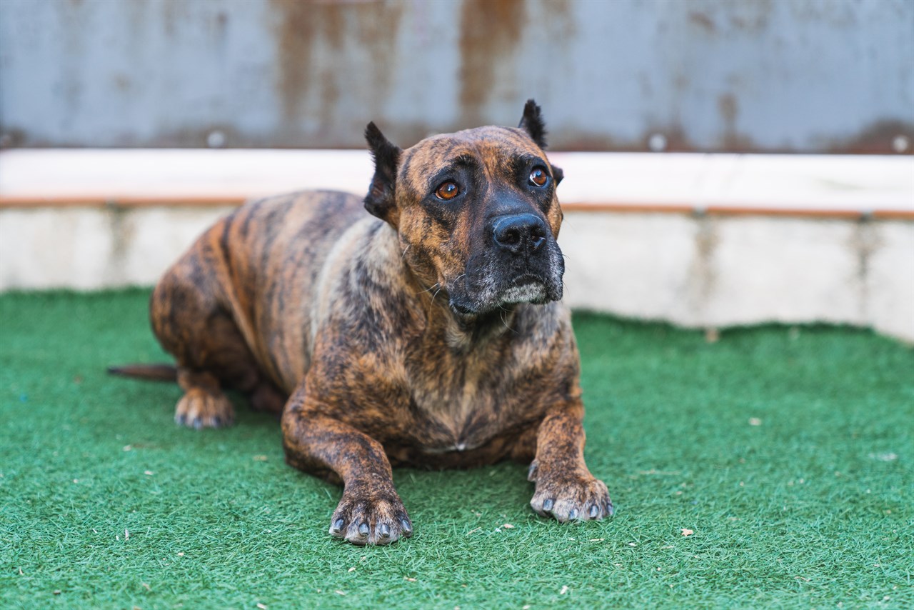 Presa Canario Dog sitting down on short green grass looking up