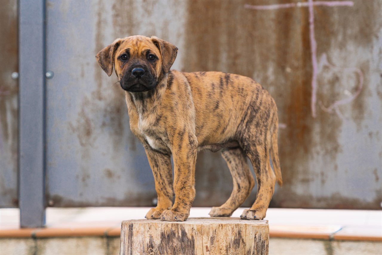 Presa Canario Puppy standing on top of a tree stump looking at camera