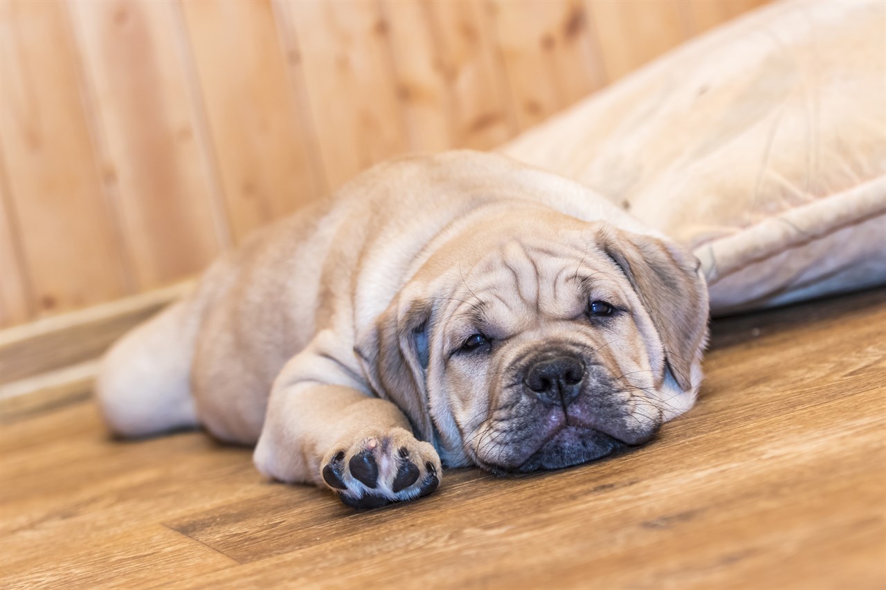 Presa Canario Puppy lying down indoor next to a pillow