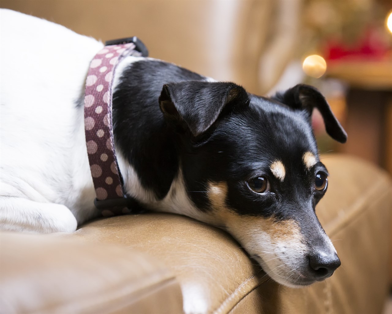 Close up view of Rat Terrier Dog lying down on a leather sofa