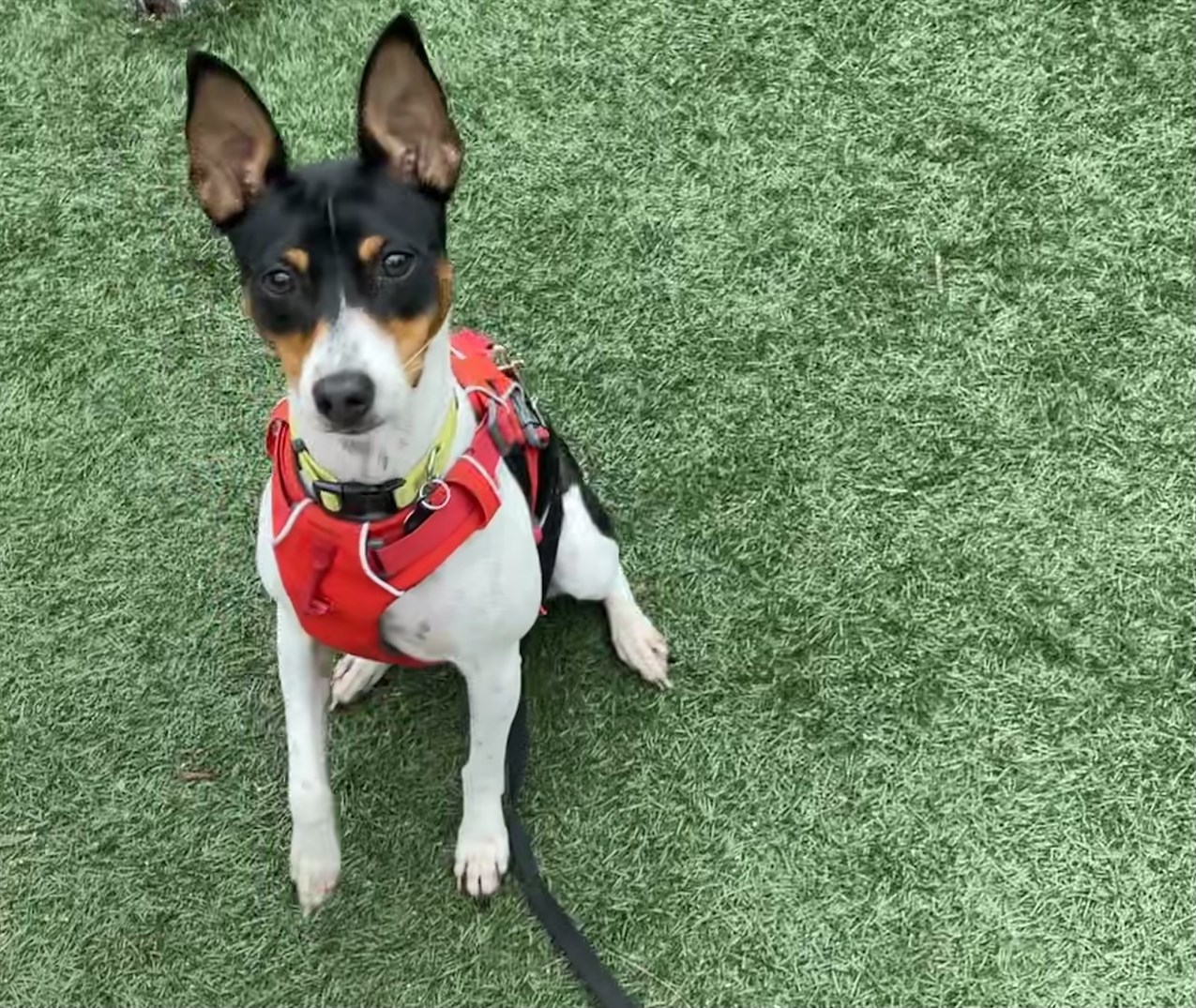 Rat Terrier Dog wearing a red vest with a leash looking up to a camera