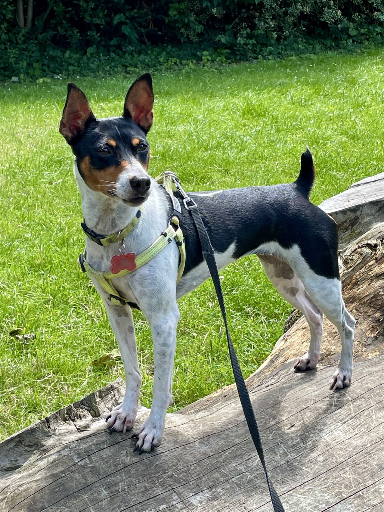 Rat Terrier Dog standing on a wooden log wearing a leash