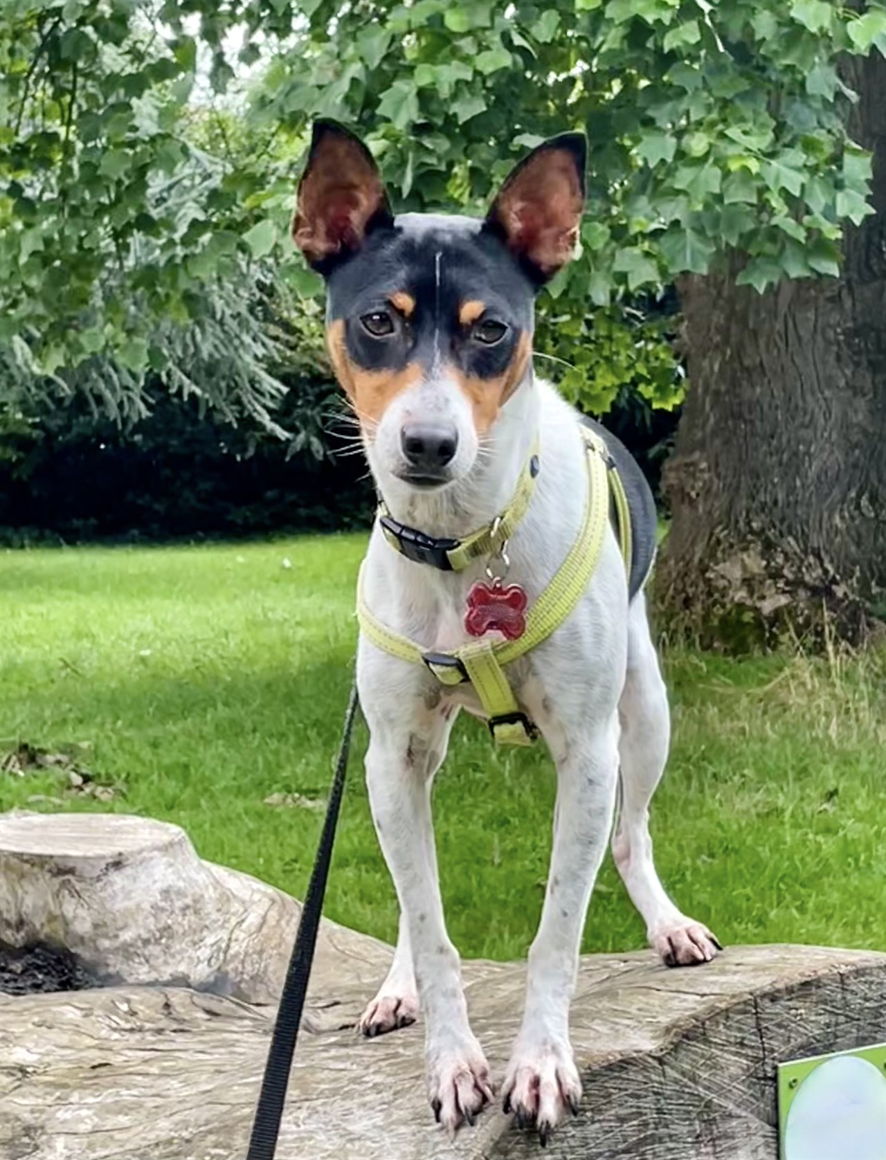 Rat Terrier Dog looking at the camera while standing on a tree log