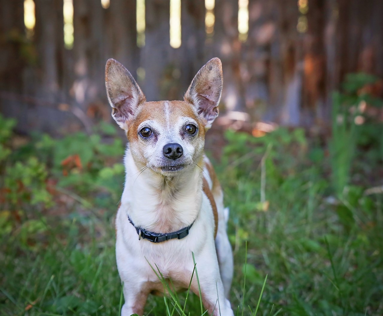 Close up view Rat Terrier Dog smiling at camera