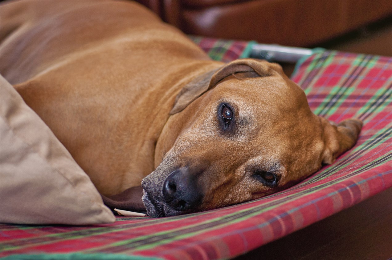 Redbone Coonhound Dog lying down on a dog bed looking at the camera