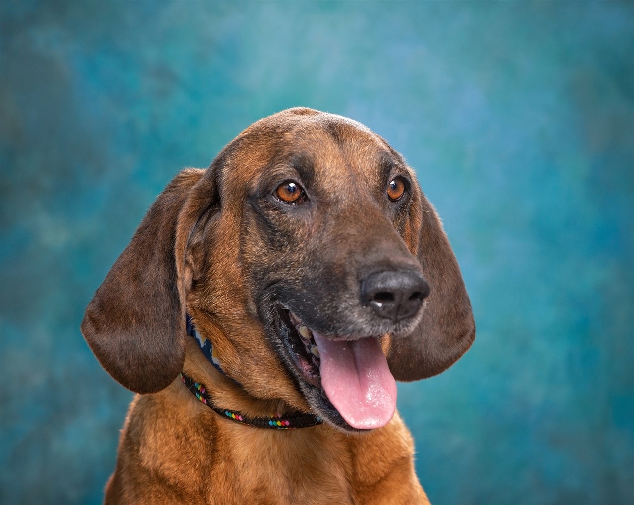 Close up view of Redbone Coonhound Dog smiling