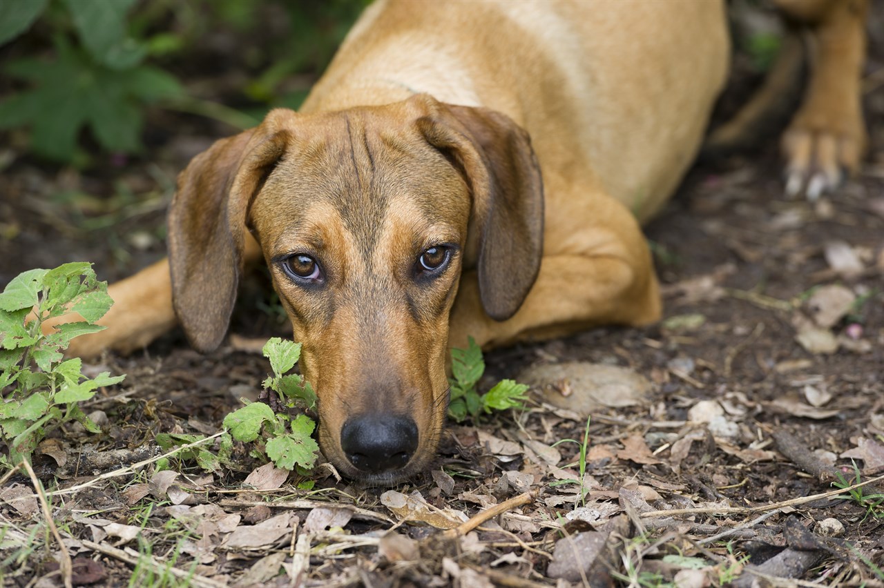 Redbone Coonhound Dog sitting down on dirt road looking towards camera