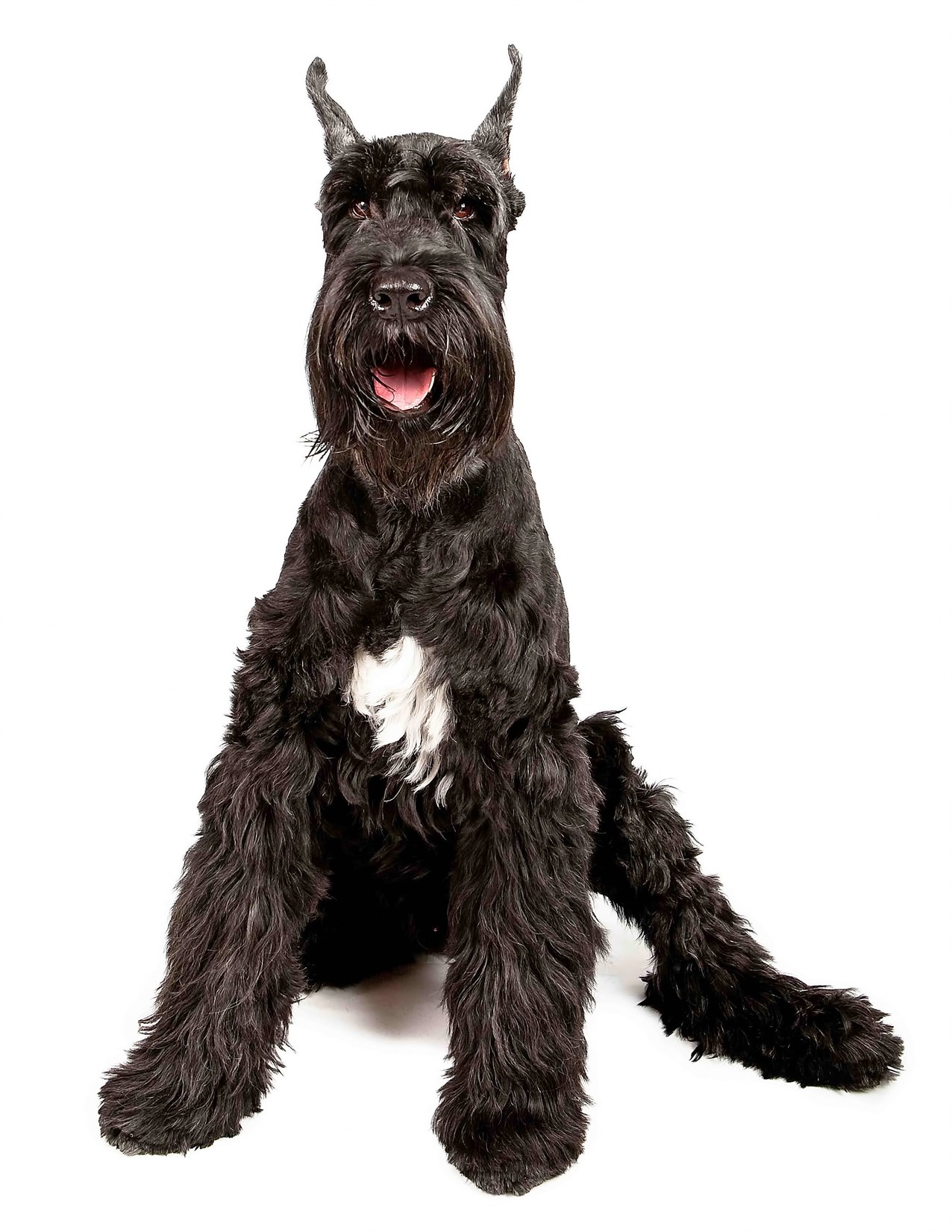 Schnauzer Giant Dog sitting on its lower back with white background