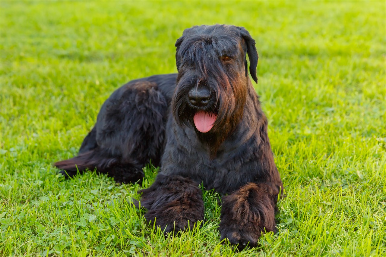 Schnauzer Giant Dog sitting on the green grass smiling at camera