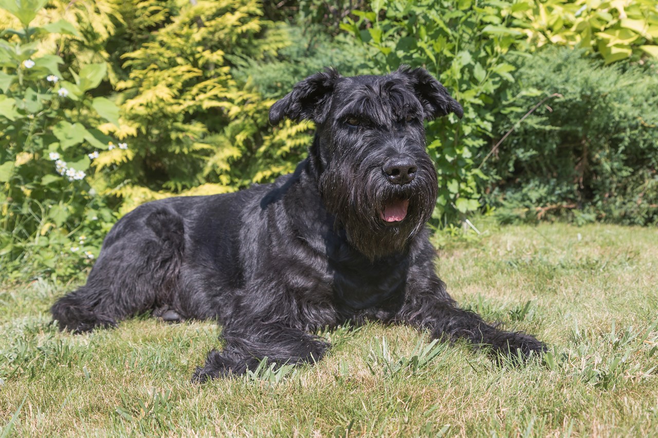 Schnauzer Giant Dog sitting on the grass on sunny day with greenery background