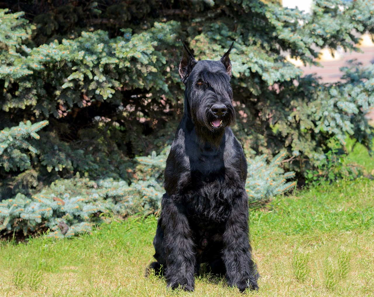 Schnauzer Giant Dog standing near pine trees on bright sunny day