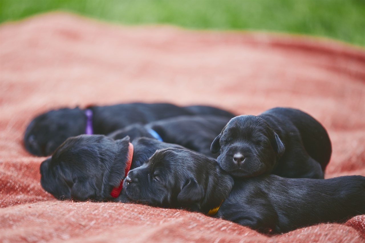 A litter of Schnauzer Giant Puppies sleeping in red picnic blanket