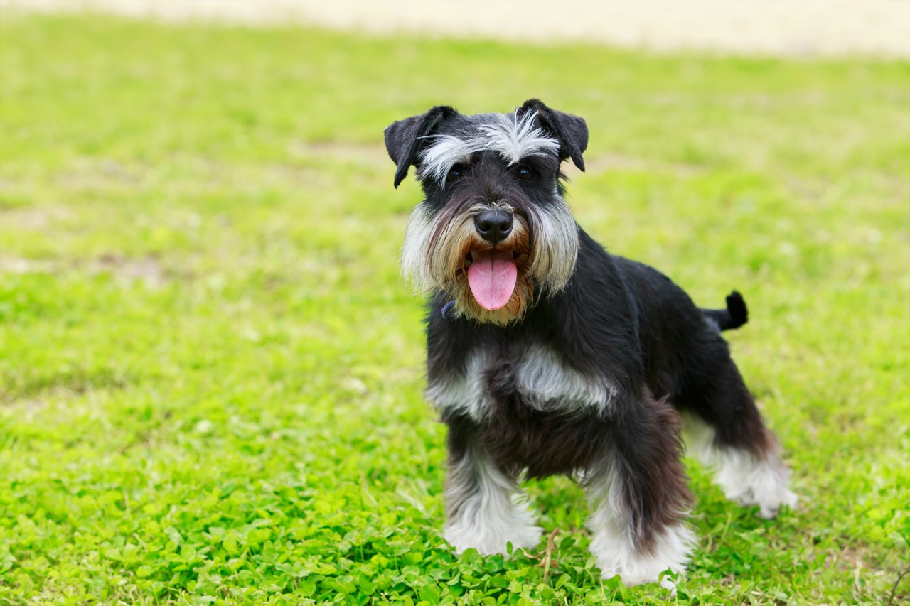 Schnauzer Miniature Dog smiling wide towards the camera with its tongue sticking out