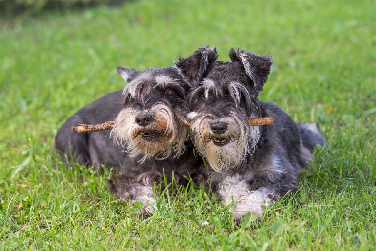 Two Schnauzer Miniature Dogs playing outdoor fighting over 1 long wood stick