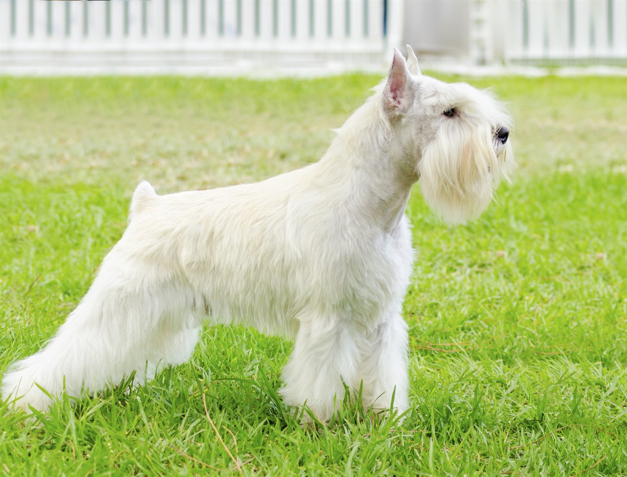 Side view of white Schnauzer Miniature Dog standing on green grass