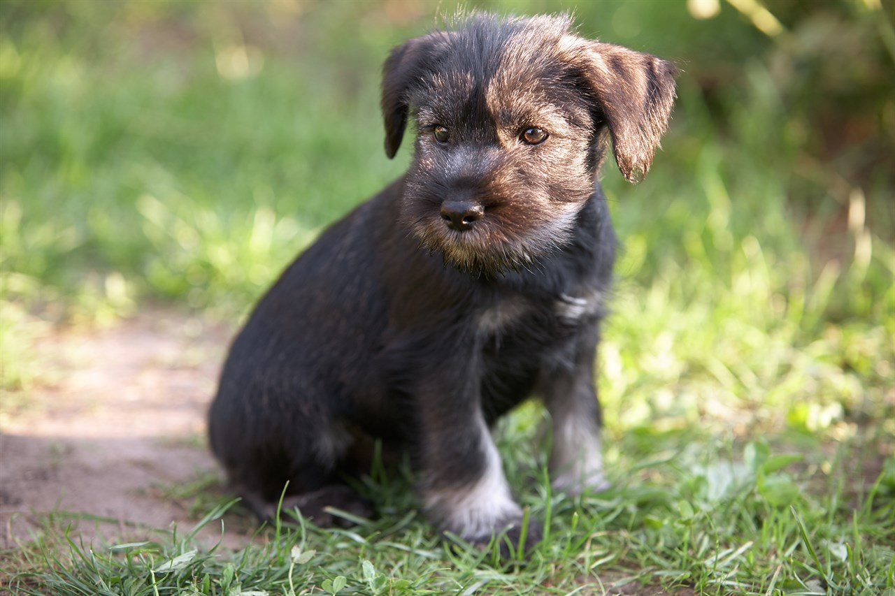 Schnauzer Miniature Puppy standing on patchy grass ground