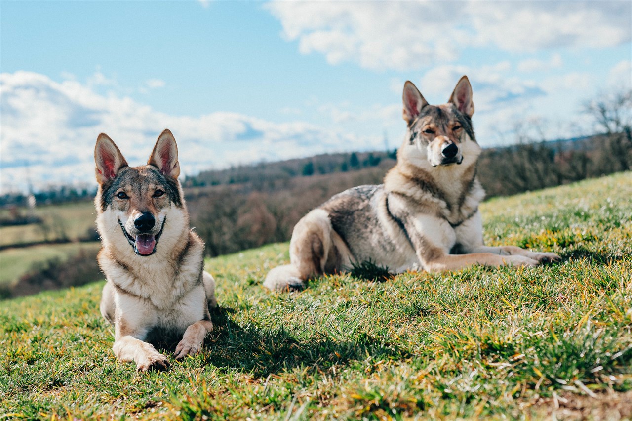 Two Tamaskan Dogs sitting together looking at camera on beautiful hill