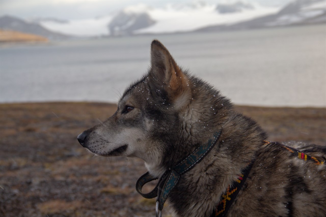 Tamaskan Dog standing near a lake during sunset