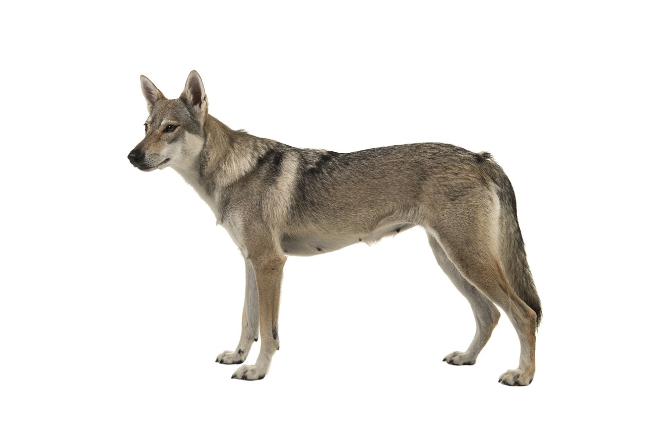 Side view of Tamaskan Dog standing with white background