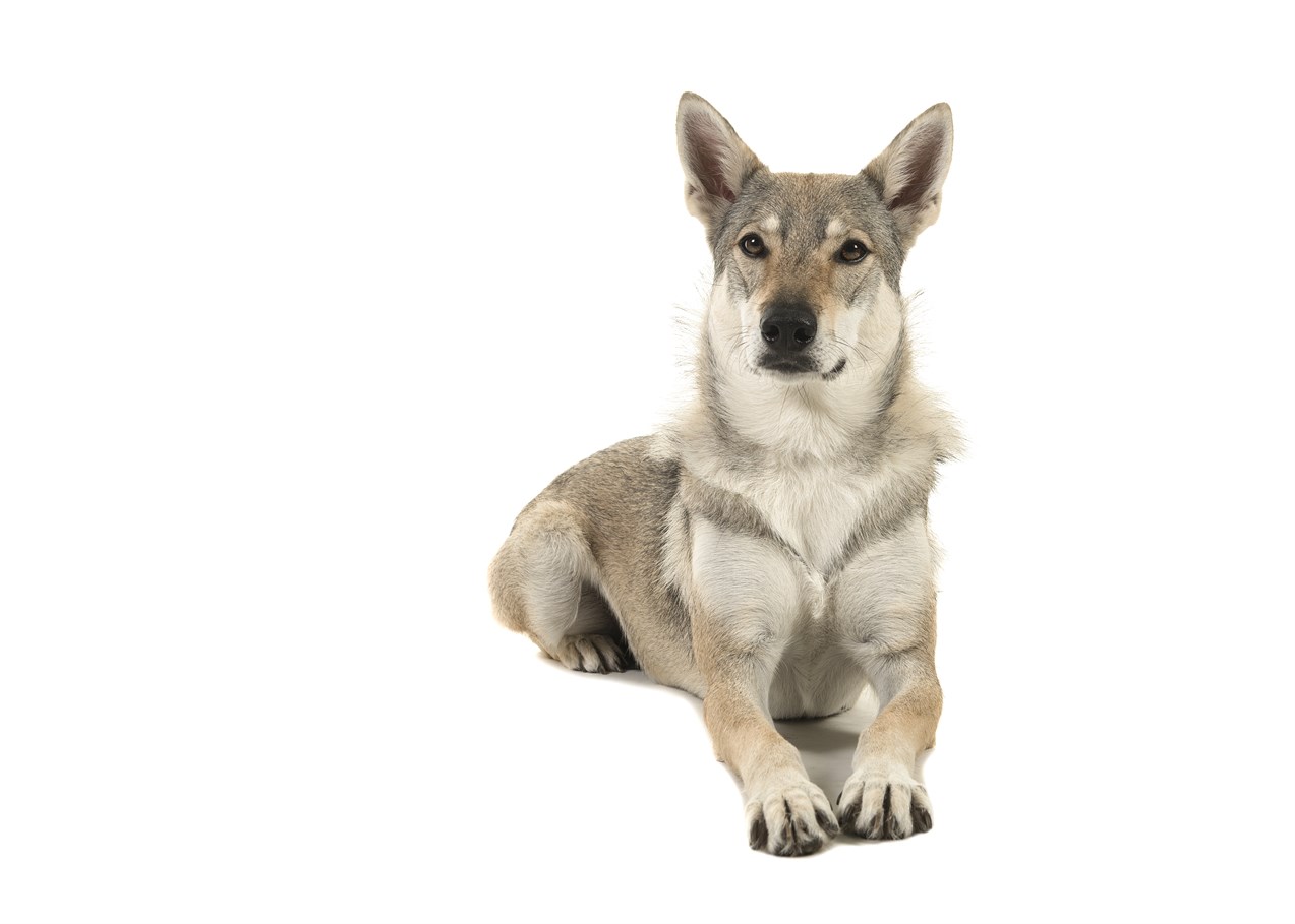 Tamaskan Dog sitting on its belly with white background