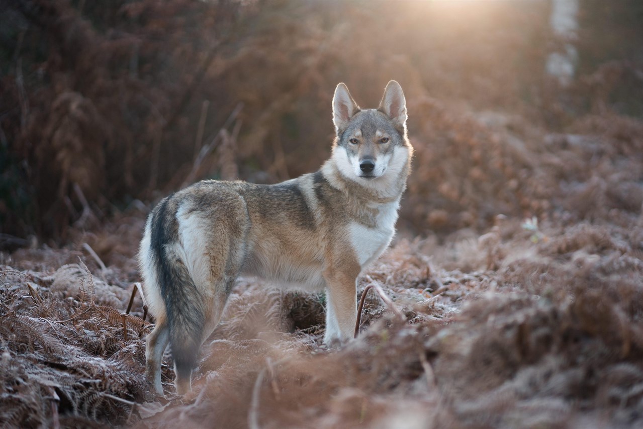 Tamaskan Dog standing on dried forest ferns during sunset