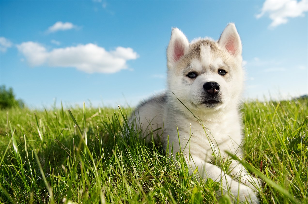 Tamaskan Puppy sitting on its belly on green grass with beautiful sky background