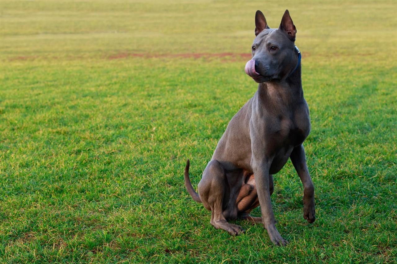 Thai Ridgeback Dog sitting on short grass field licking its nose