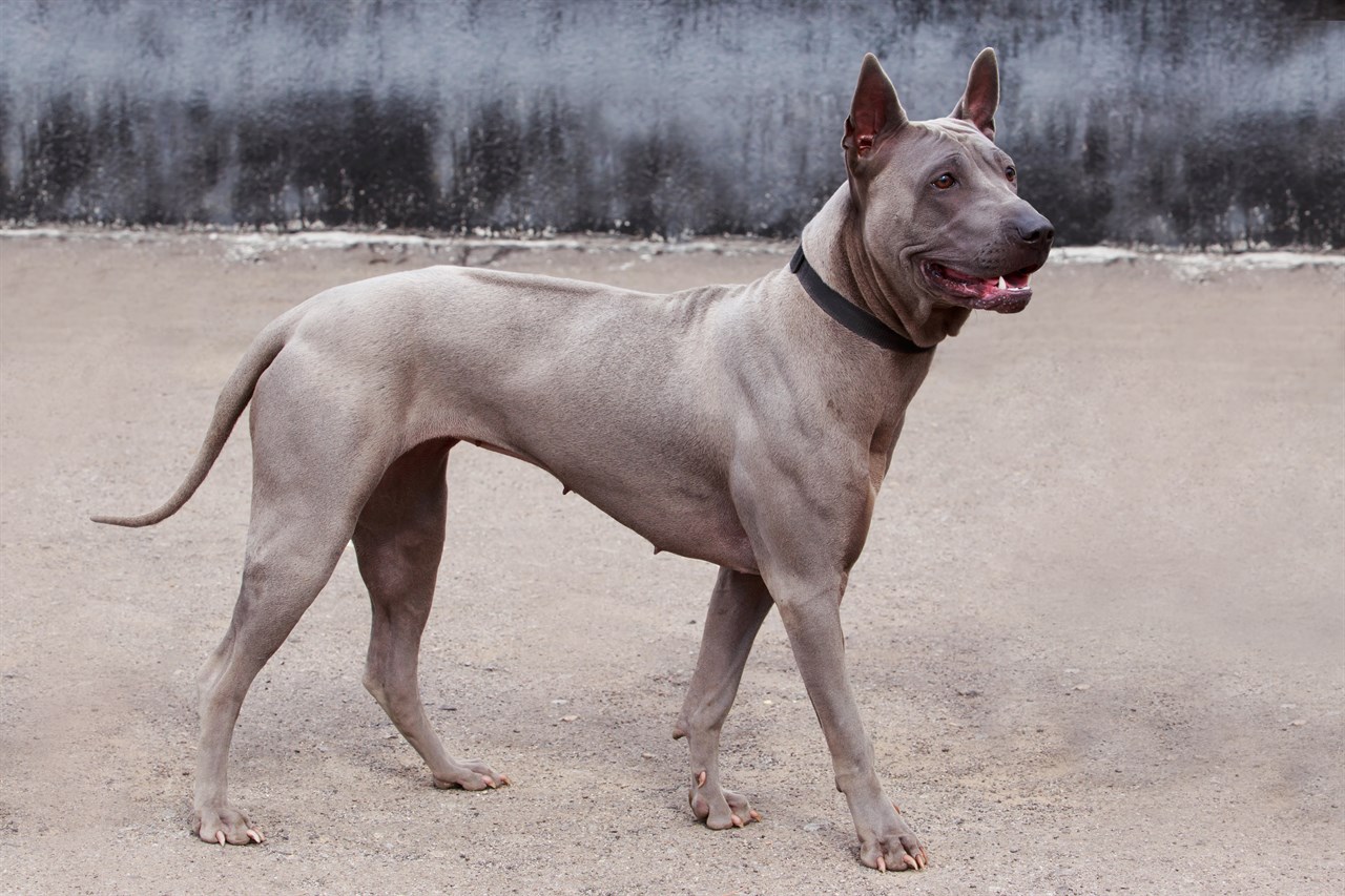 Side view of Thai Ridgeback Dog standing on a concrete floor