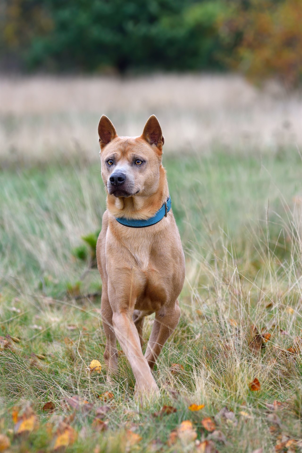 Light brown Thai Ridgeback Dog standing in the middle of tall grass field