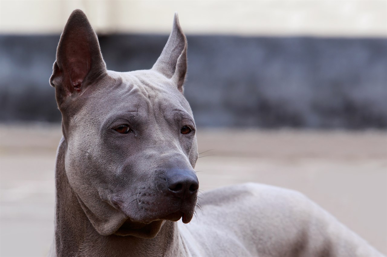 Close up view of Thai Ridgeback Dog face