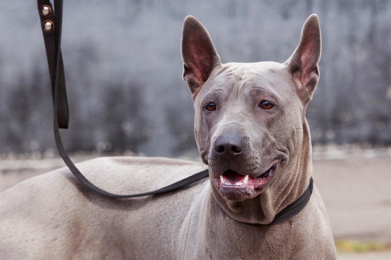 Thai Ridgeback Dog smiling towards camera wearing a leash