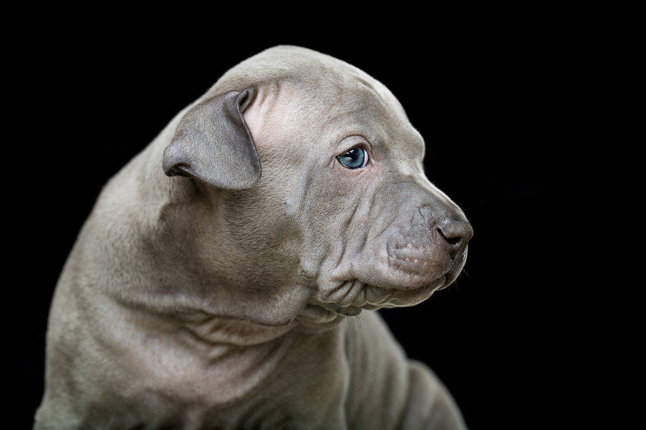 Close up view of Thai Ridgeback Puppy with blue eyes