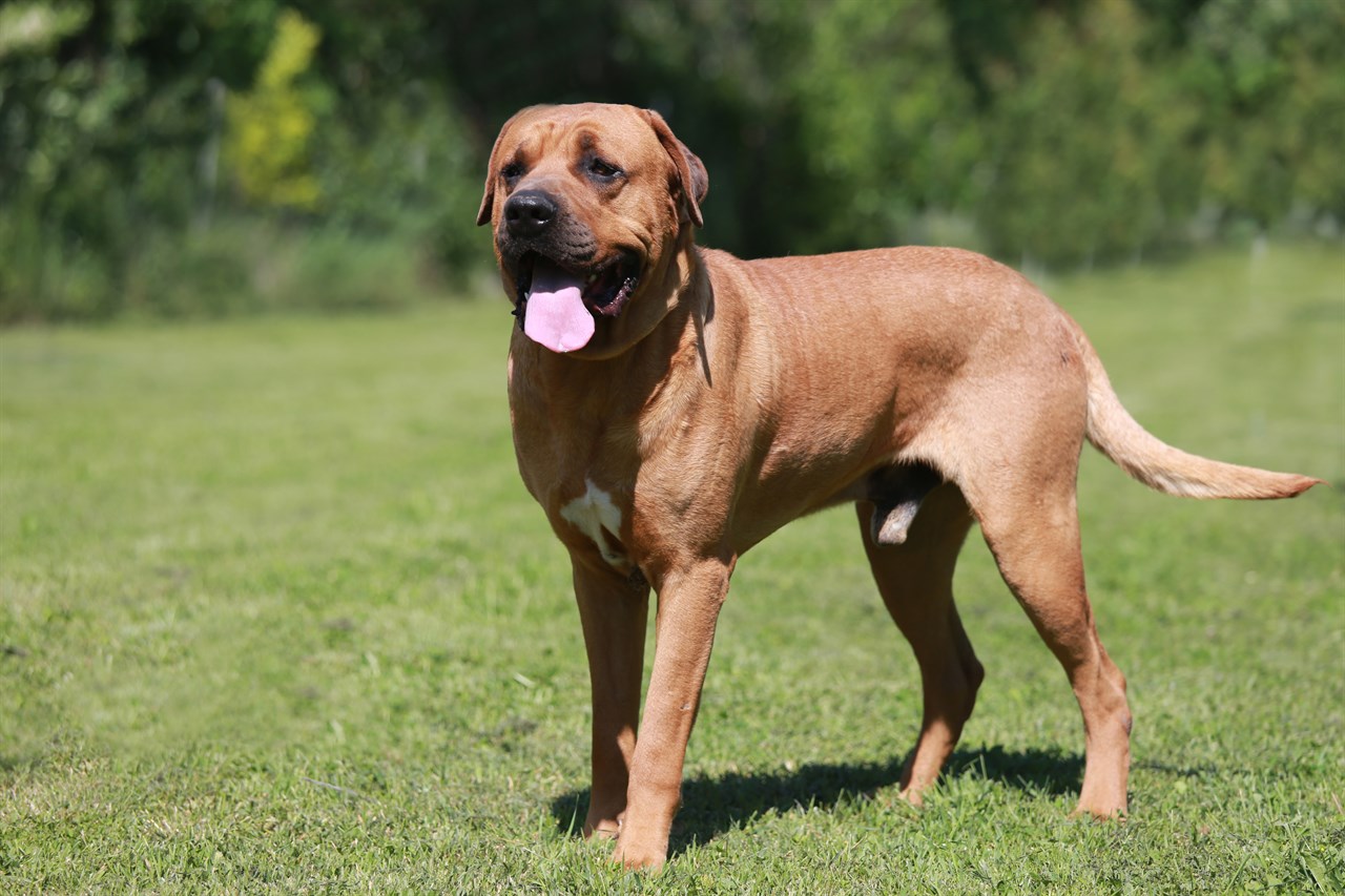 Tosa Inu Dog standing on green grass field smiling on sunny day