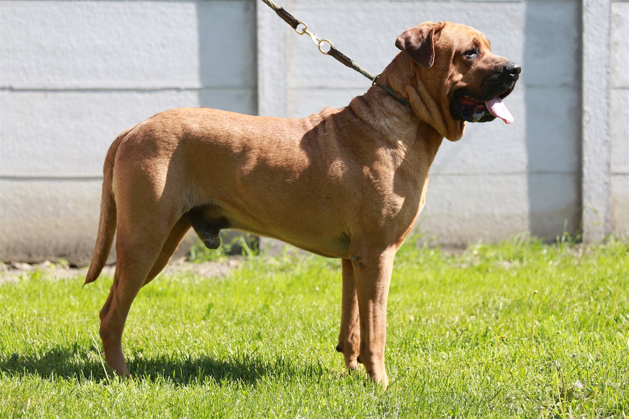 Side view of Tosa Inu Dog standing on bright green grass wearing a leash