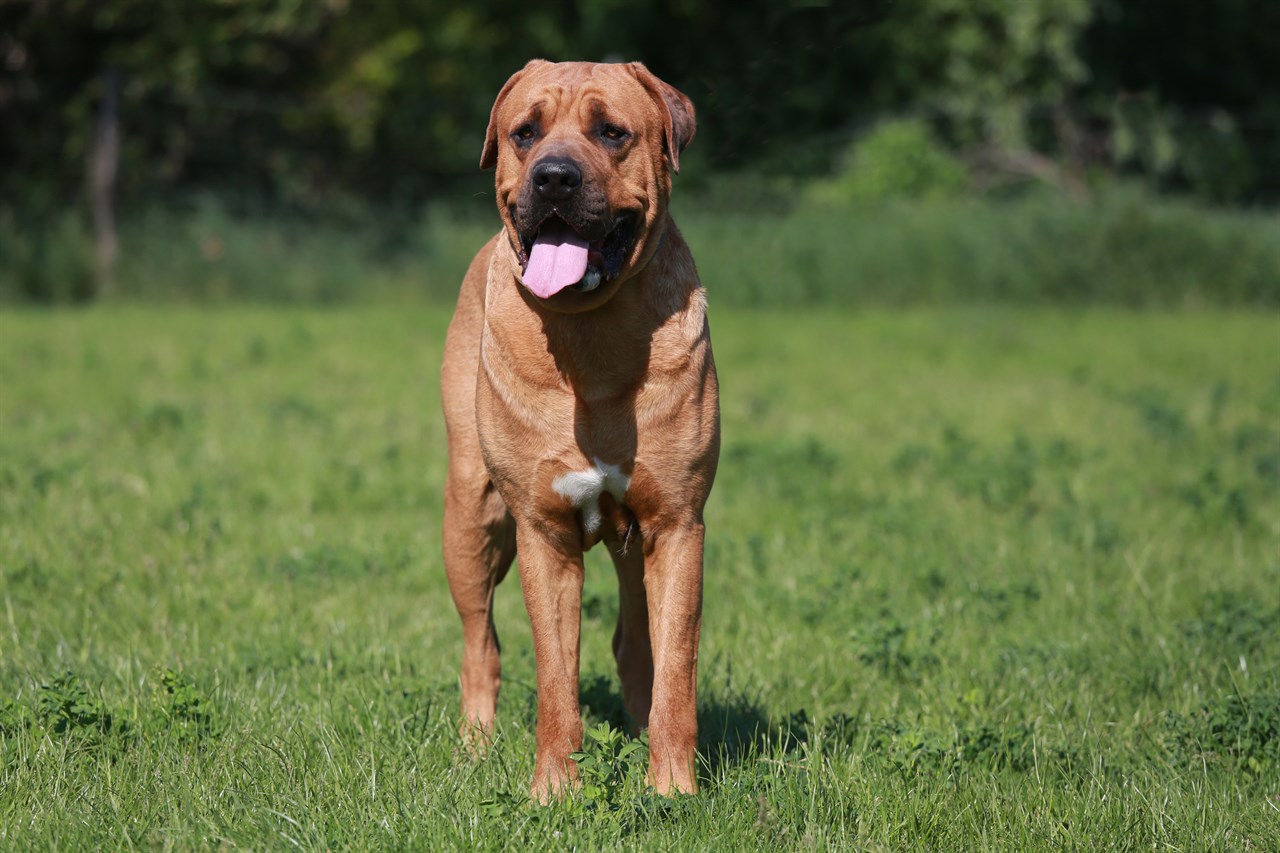 Tosa Inu Dog standing in the middle of green grass field looking towards the camera