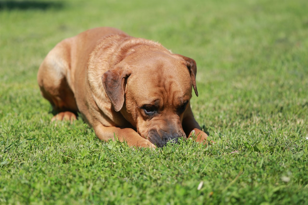 Tosa Inu Puppy playing outdoor alone on bright green grass