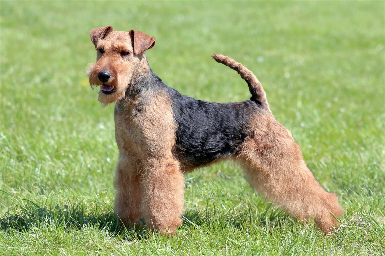 Side view of Welsh Terrier Dog standing in the middle of grass field on sunny day