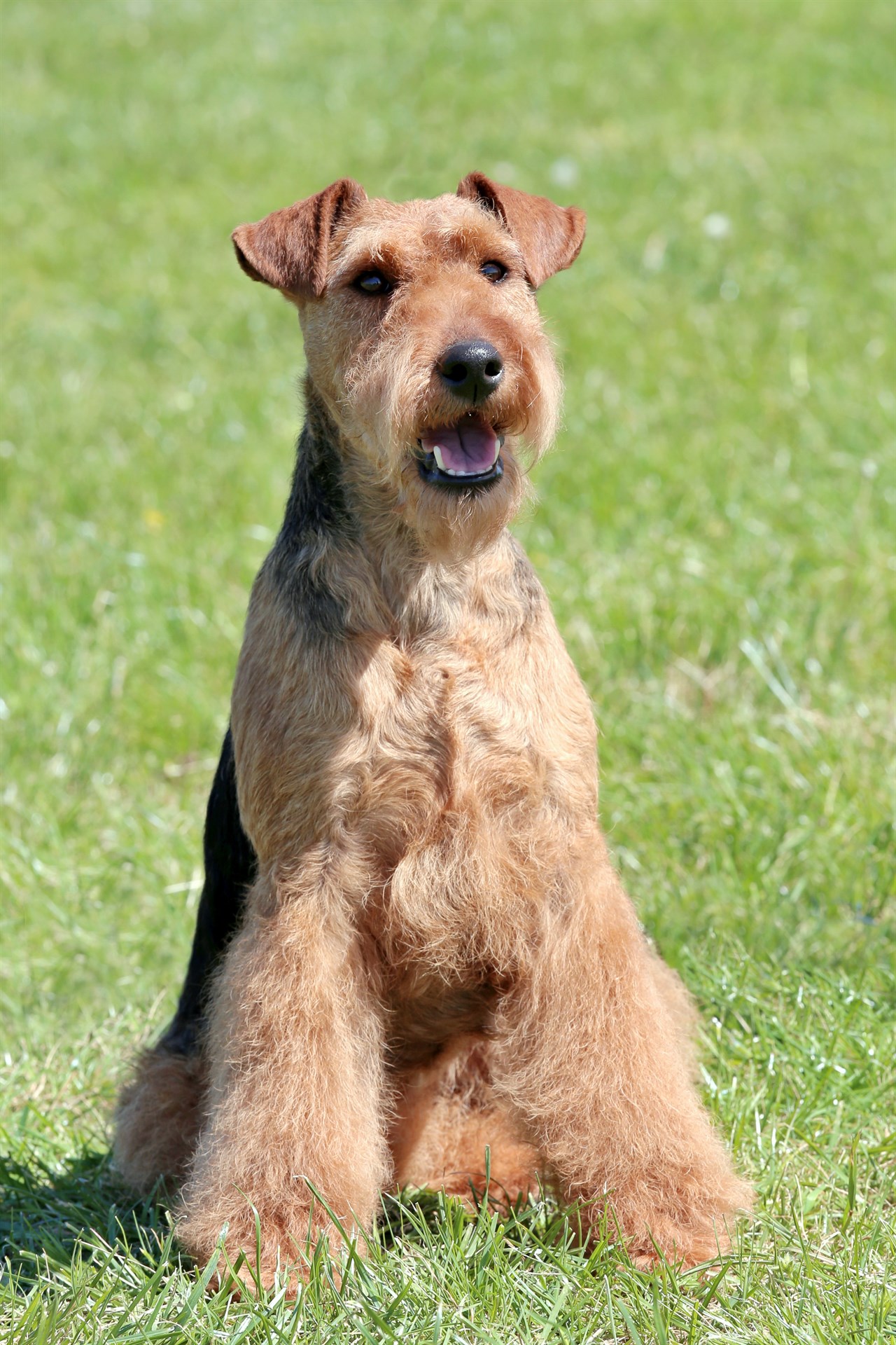 Welsh Terrier Dog standing looking towards the camera in the middle of grass field