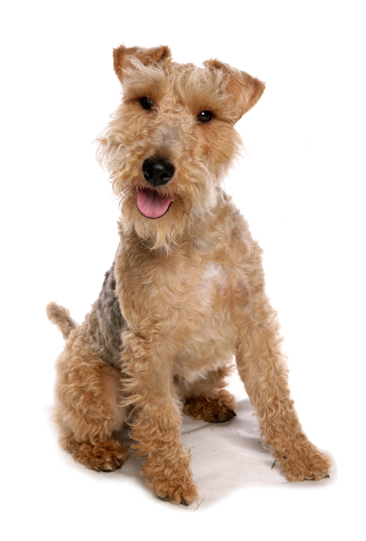 Welsh Terrier Dog standing on its lower back with a white background