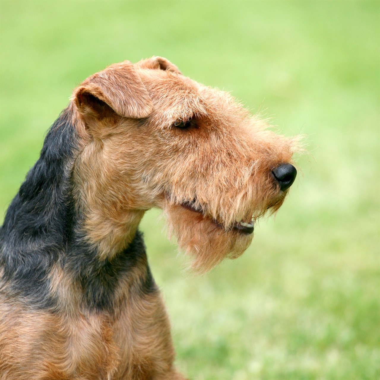 Close up view of Welsh Terrier Dog face