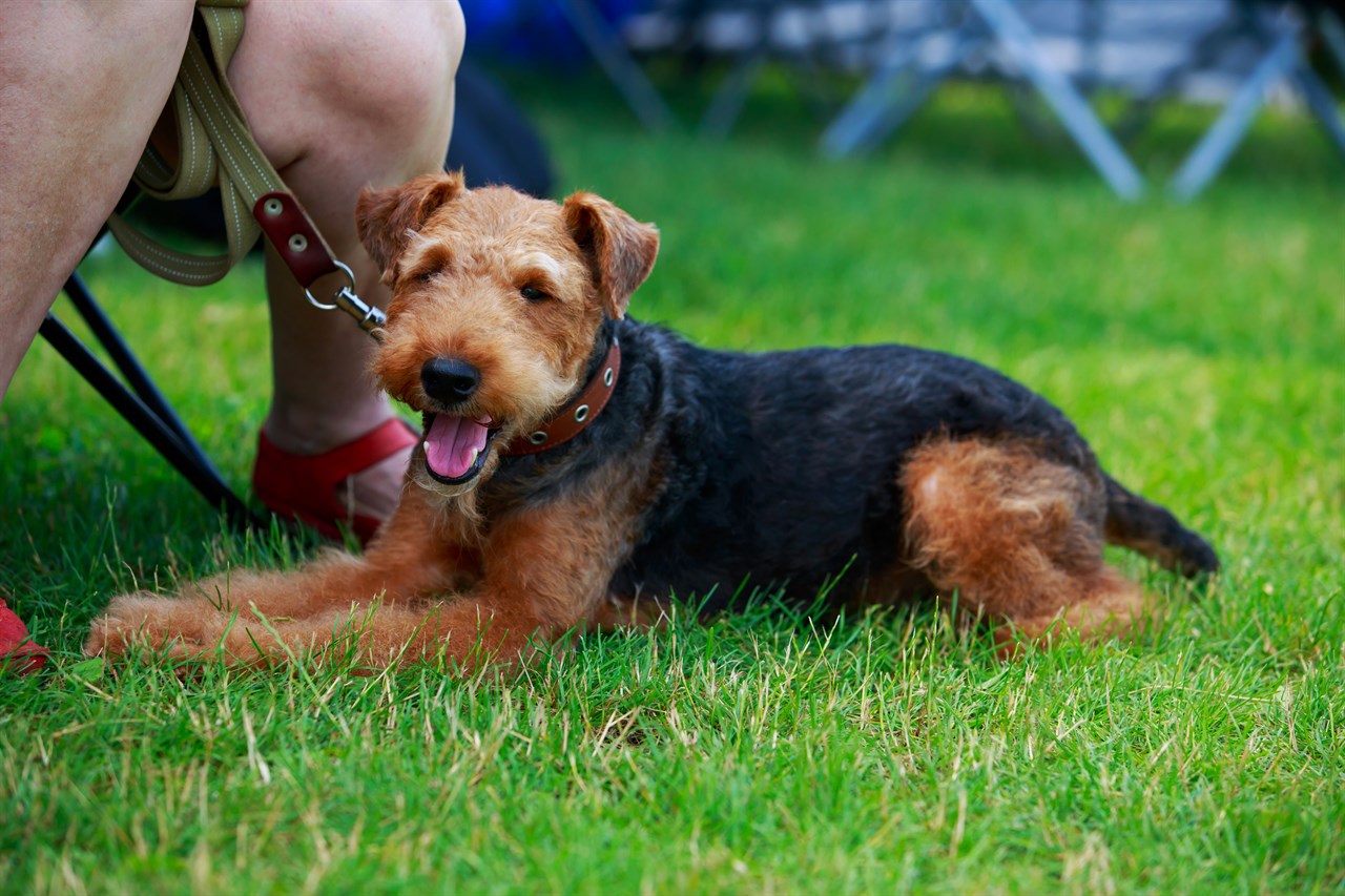 Welsh Terrier Puppy sitting next to its owner on beautiful green grass