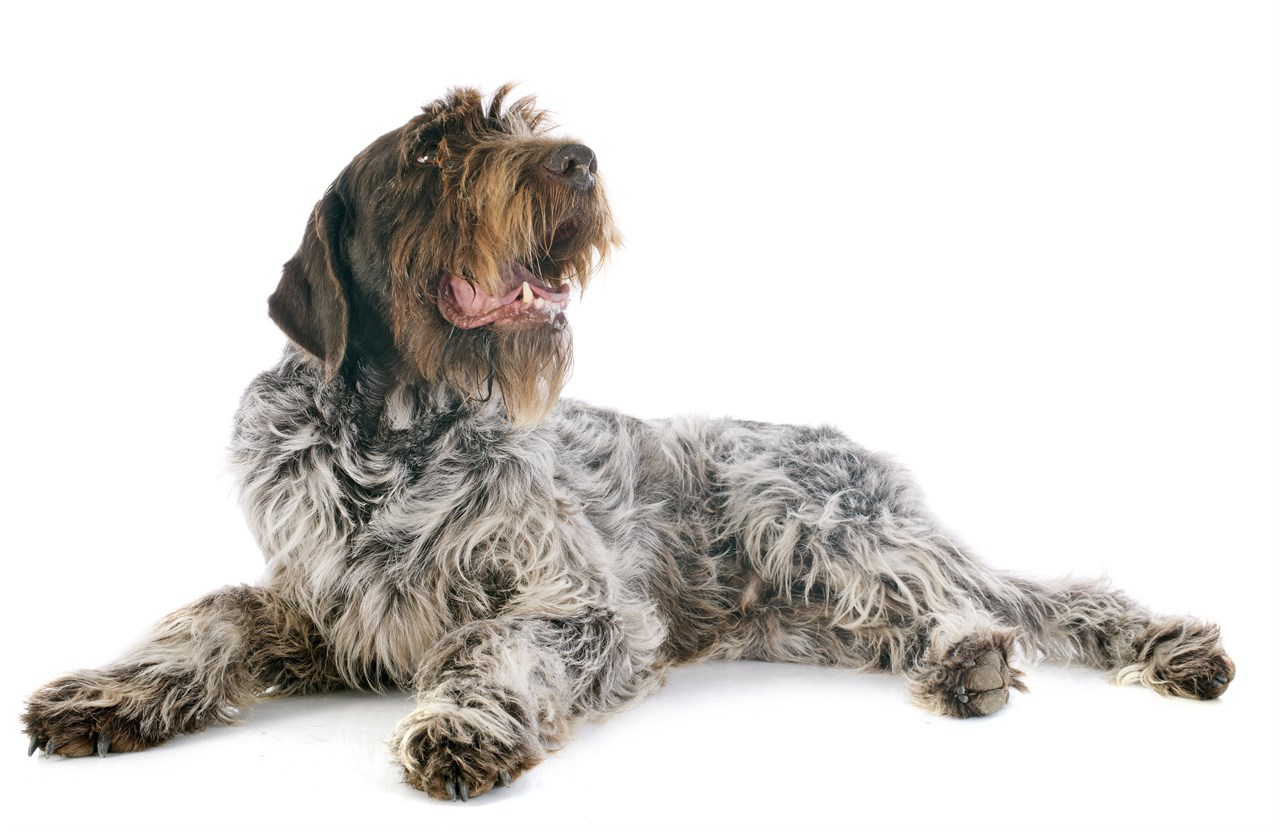 Wirehaired Pointing Griffon Dog sitting on the floor with white background