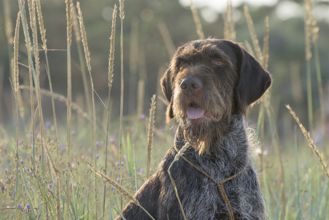 Wirehaired Pointing Griffon Dog standing in the middle of tall wheat grass