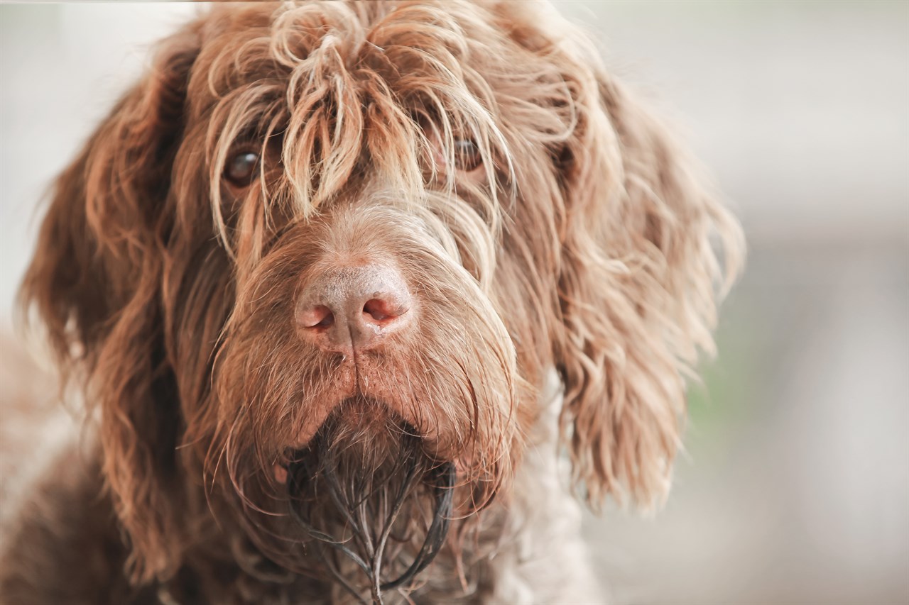 Close up view of Wirehaired Pointing Griffon Dog face