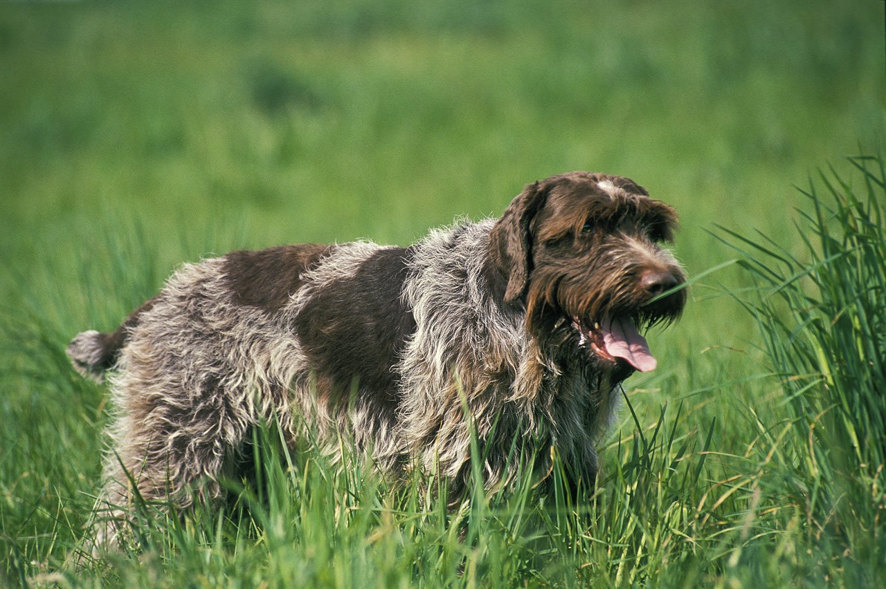 Side view of Wirehaired Pointing Griffon Dog standing on tall dense green grass