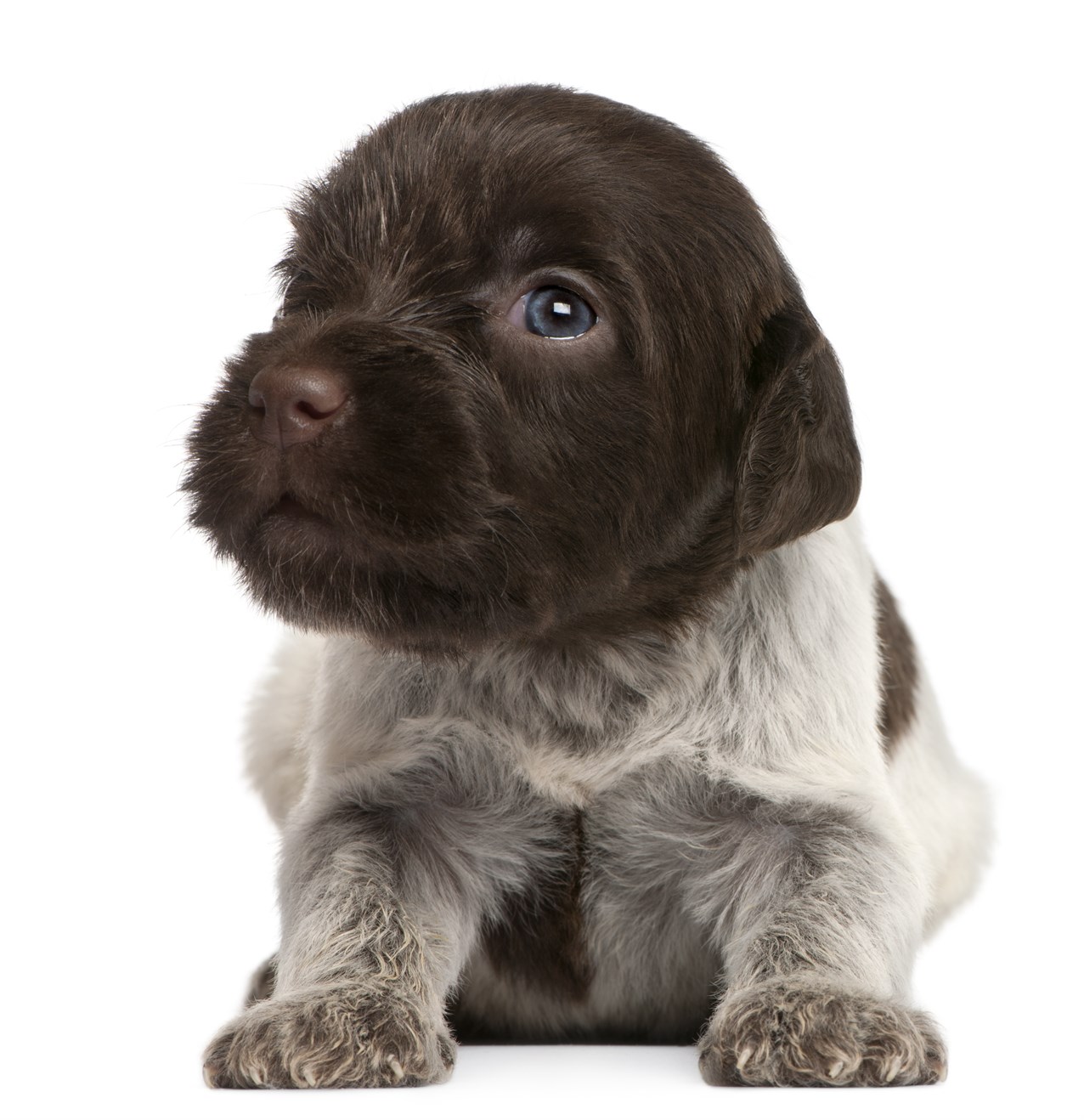 Wirehaired Pointing Griffon Puppy standing looking at camera with white background