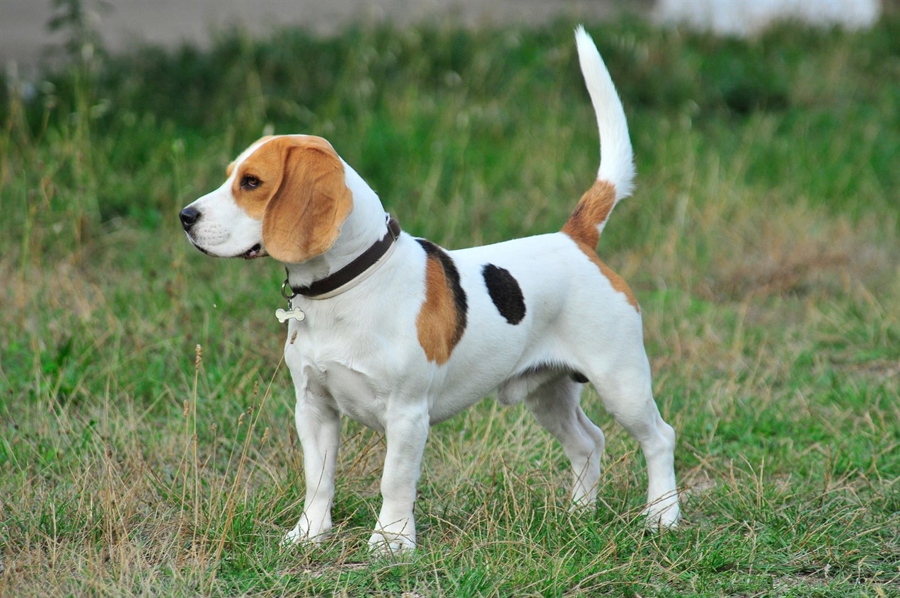 Side view of Beaglier Dog standing on grass field