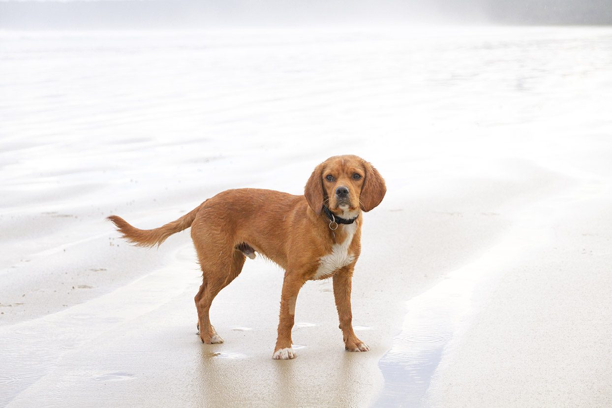 Beaglier Dog standing on sandy beach wearing black collar