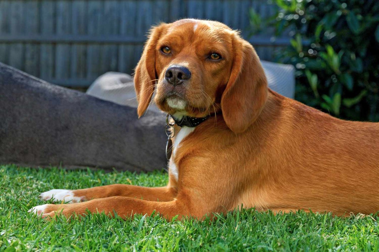 Close up view of Beaglier Dog sitting on green grass